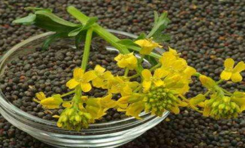 菜粕期貨的手續(xù)費是多少？有優(yōu)惠政